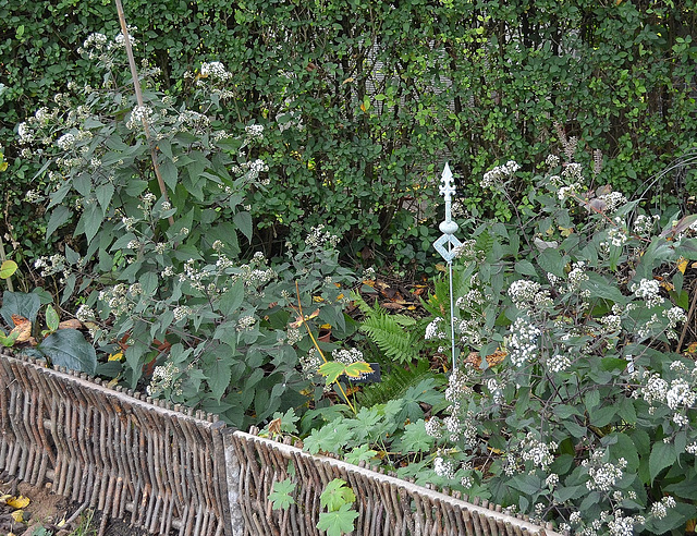 Eupatorium rugosum 'chocolate' DSC 0007