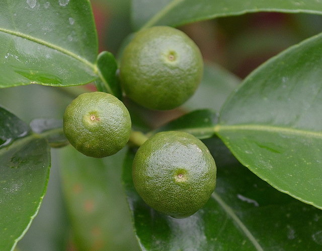 Pomelo DSC 0019