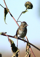 Lincoln's Sparrow