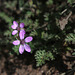 Common Storksbill