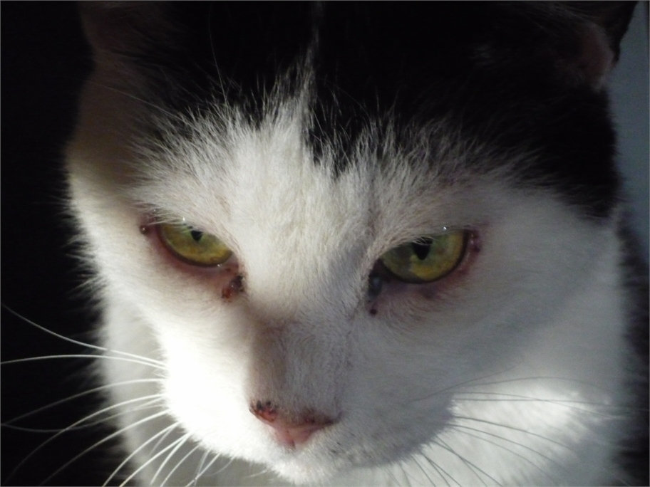 Retrato Pando