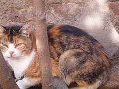 Romana en el patio