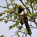 Spotted Towhee