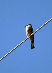 Say's Phoebe