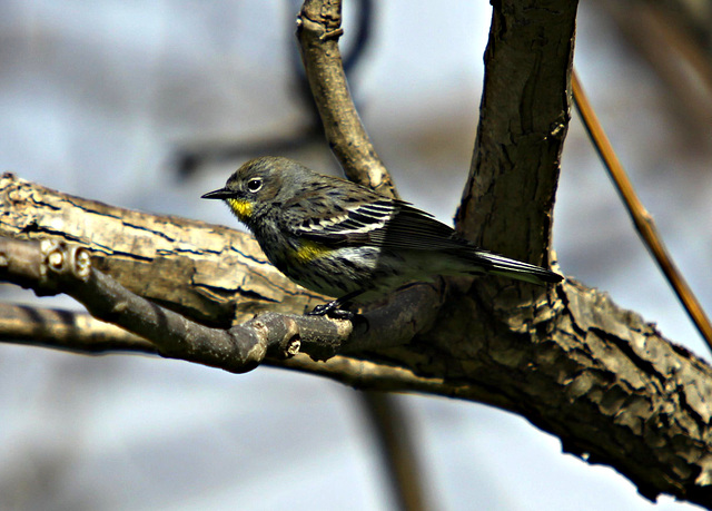 Yellow-Rumped Warbler (Setophaga coronata auduboni)