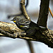 Yellow-Rumped Warbler (Setophaga coronata auduboni)