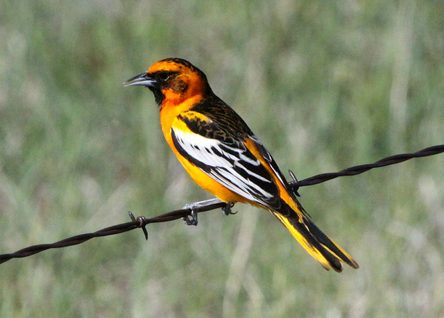 Baltimore x Bullock's Oriole Hybrid