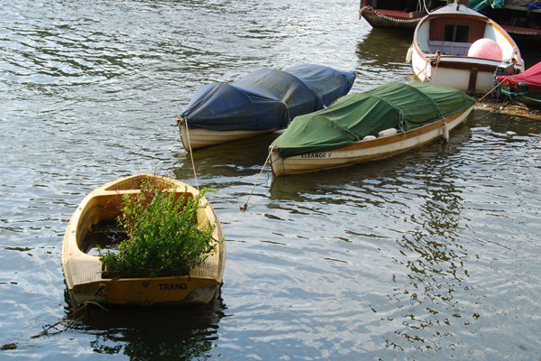 Floating garden?