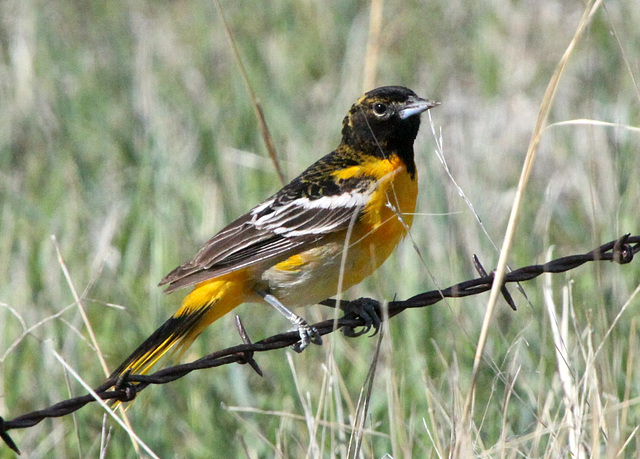 Baltimore Oriole