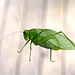 Katydid