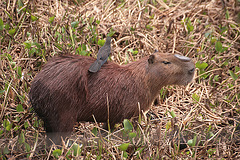 Capybara and friend