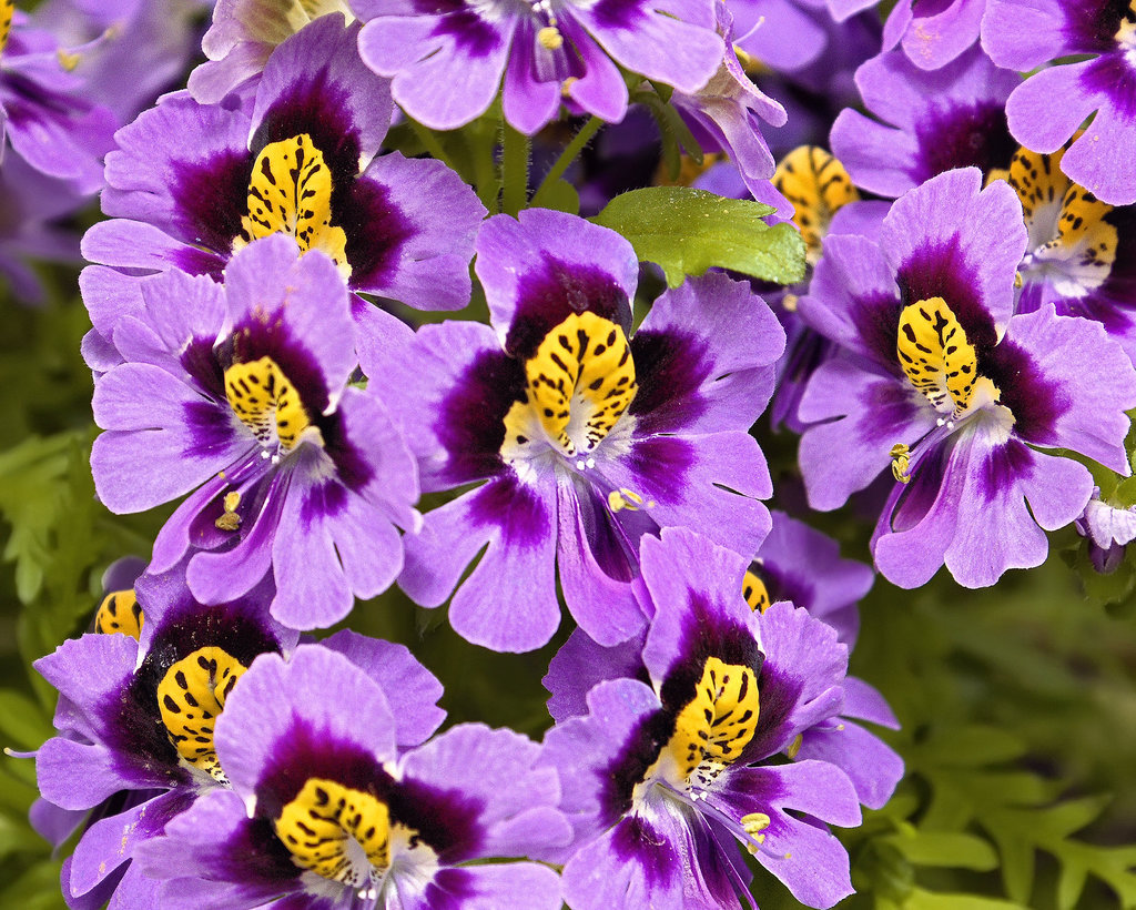 Purple and Yellow Butterfly Flowers – Brookside Gardens