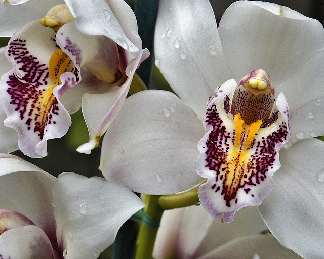 "Starlight" Orchids – Brookside Gardens