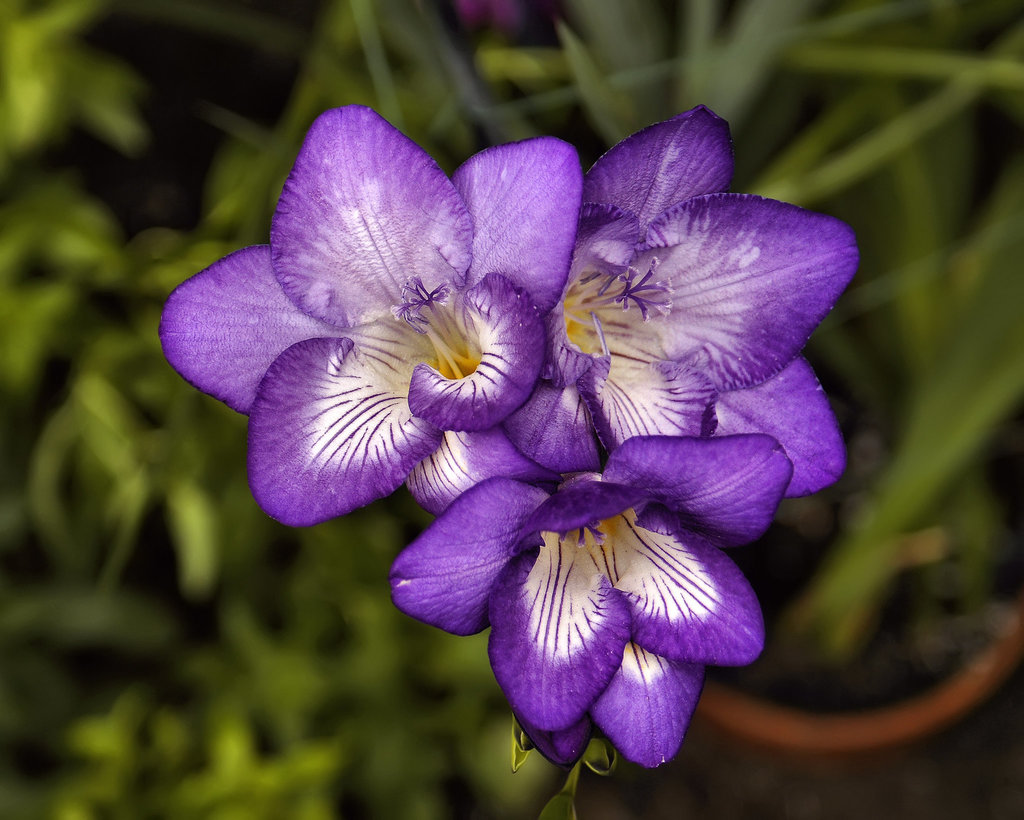 "Blue Bayou" Freesia – Brookside Gardens