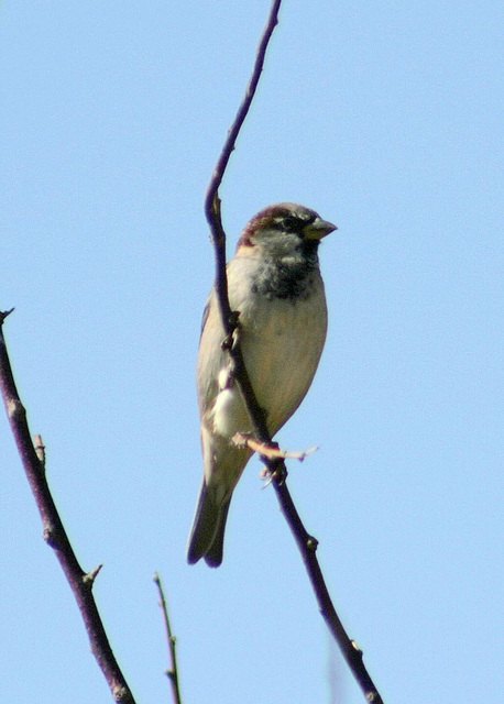 House Sparrow