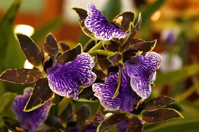 Aussie Orchids – National Arboretum, Washington D.C.