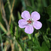 Sticky Purple Geranium