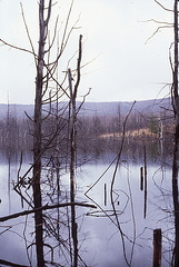 Swamp in Richmond, Massachusetts
