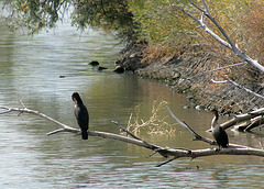 Double-Crested Cormorants (Phalacrocorax auritus)