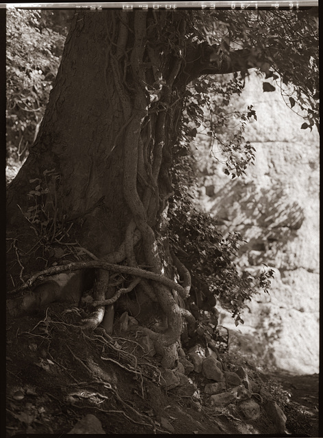 shrine tree