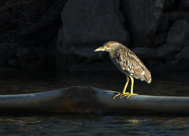 Juvenile Black-Crowned Night-Heron