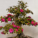 Bonsai Camellia – National Arboretum, Washington D.C.