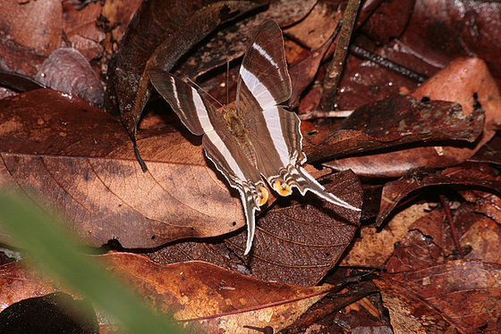 Amazonian butterfly