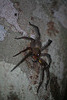 Amazonian spider