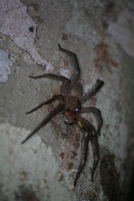 Amazonian spider Amazonian spider