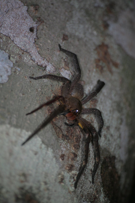 Amazonian spider