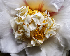 "Shiro Chan" Japanese Camellia – Brookside Gardens