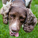 Springer spaniel