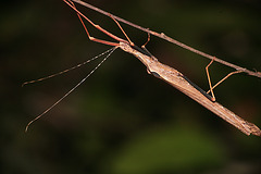 Amazonian stick insect