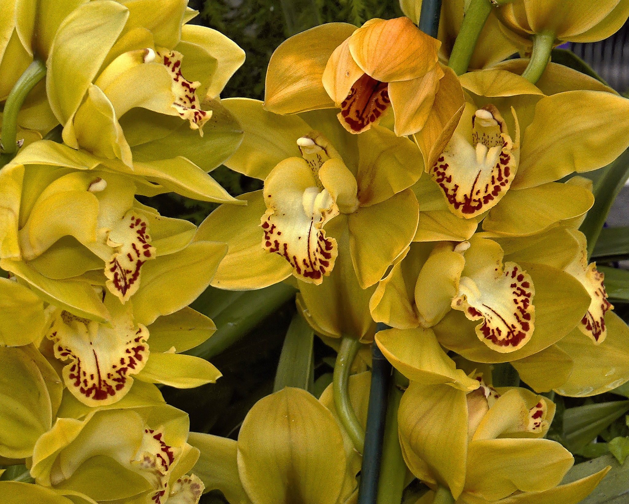 Tracey Was Here – Brookside Gardens