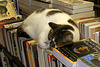 Cat on Ice – Westcott Books, Montreal, Québec, Canada