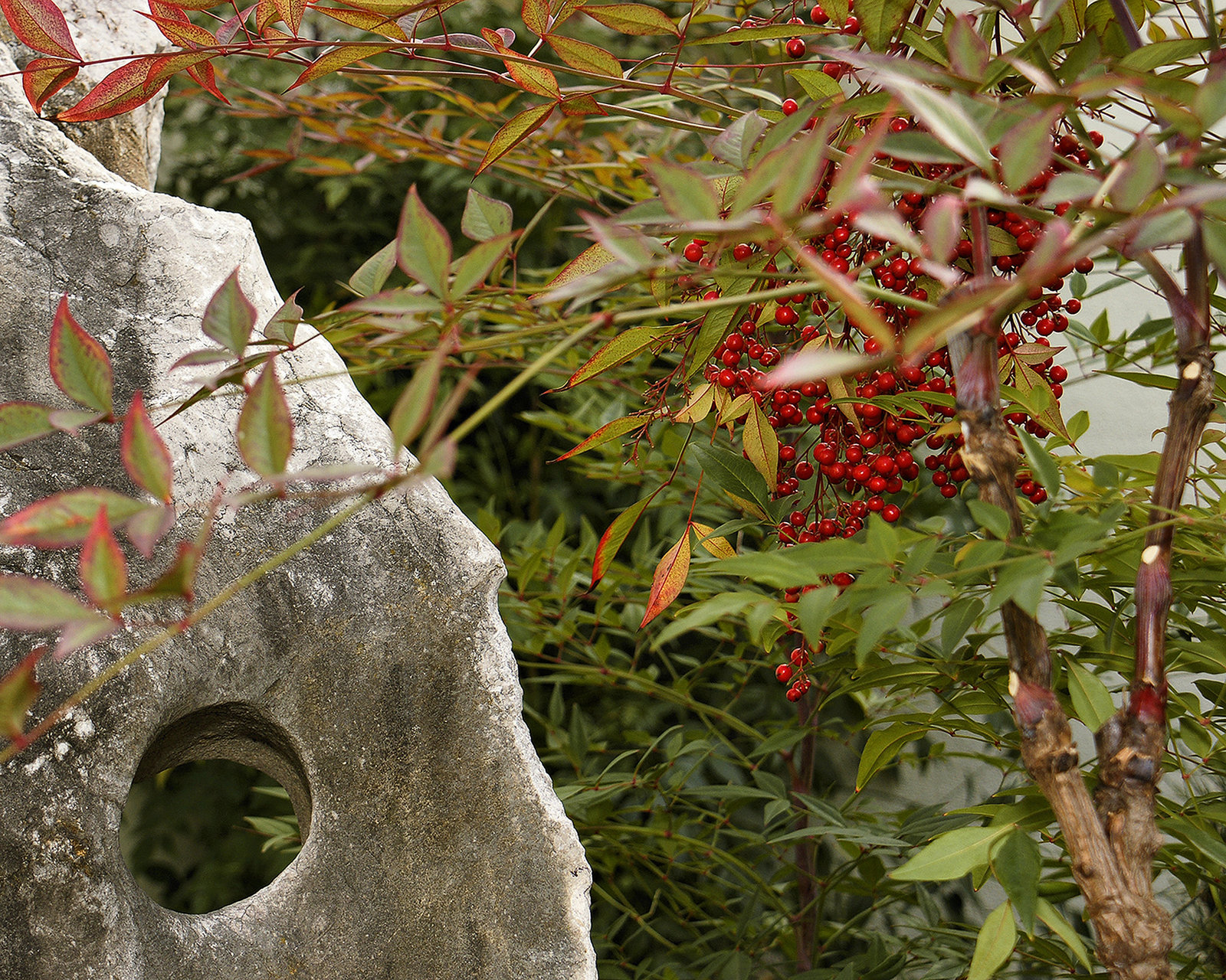 "Heavenly Bamboo" – National Arboretum, Washington D.C.