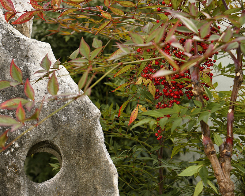 "Heavenly Bamboo" – National Arboretum, Washington D.C.