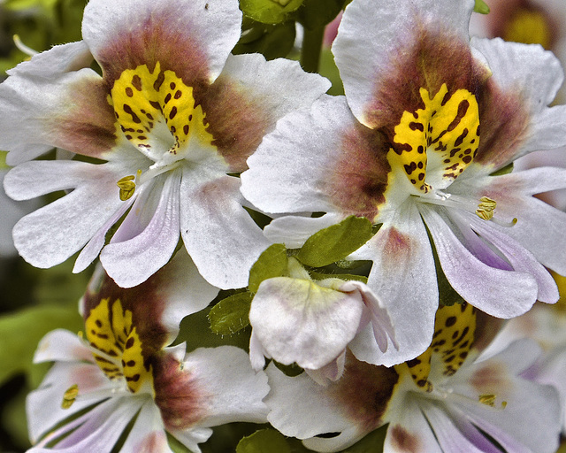 Brown and Yellow Butterfly Flowers – Brookside Gardens