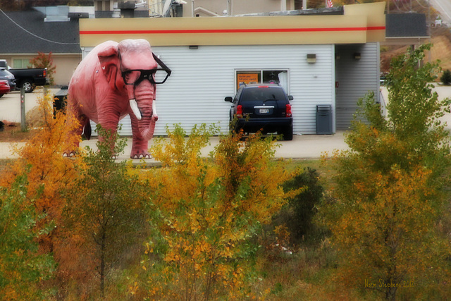 Pink Elephants