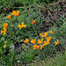 Eschscholzia perdus dans l'herbe