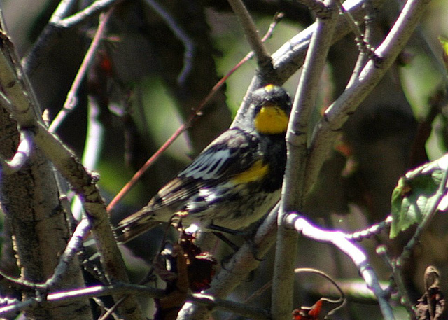 Audubon's Warbler