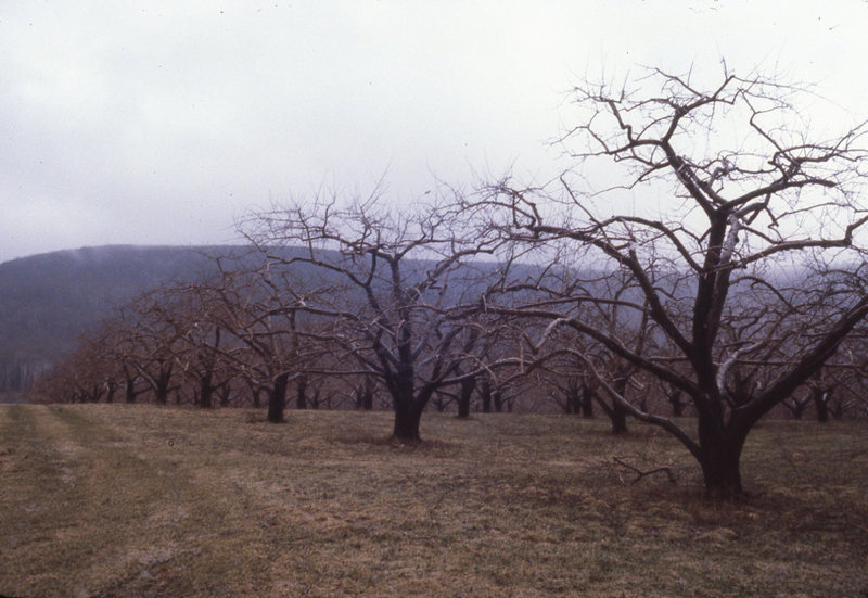 Apple orchard