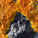 Xanthoria parietina