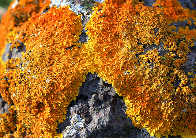 Xanthoria parietina