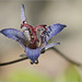 Tricyrtis