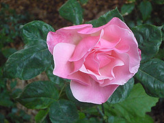 Rosa rosada 2