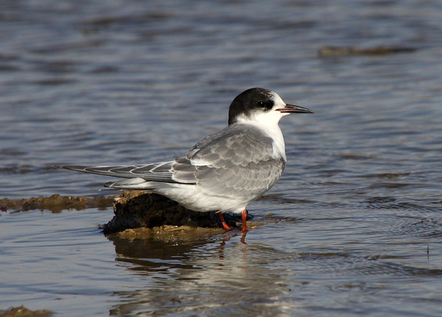 Arctic Tern (Sterna paradisaea)