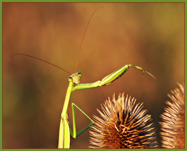 Stalking a Preying Mantis III