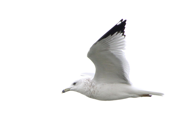 Ring-Billed Gull