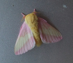 Pastel Moth